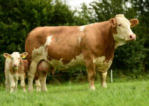 Curaheen Simmentals