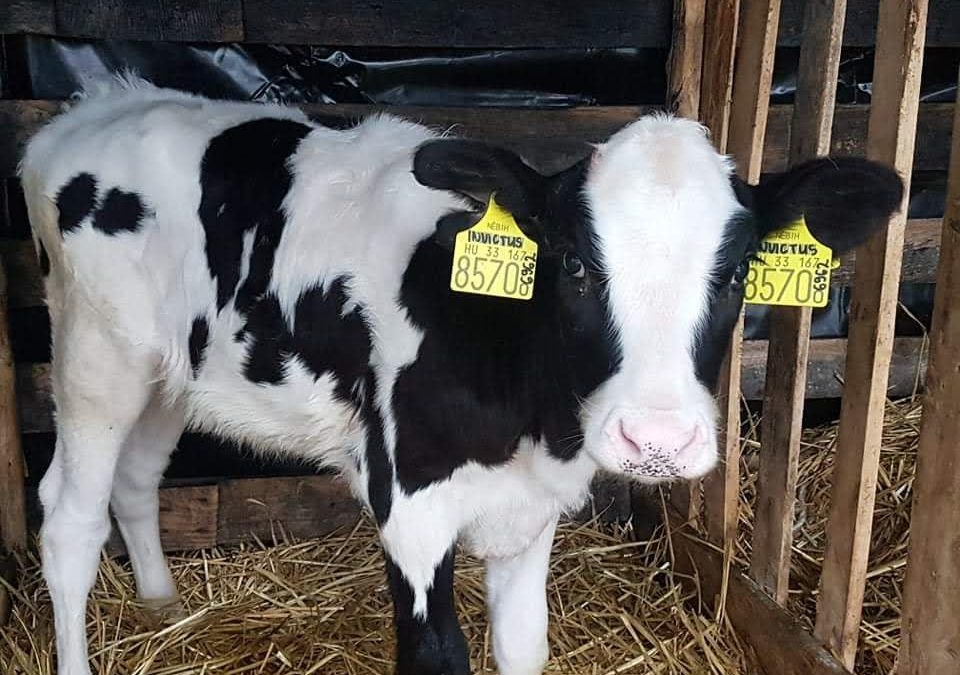 A heifer with outstanding breeding value