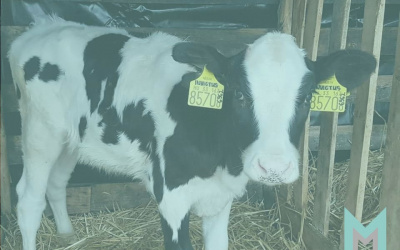A heifer with outstanding breeding value