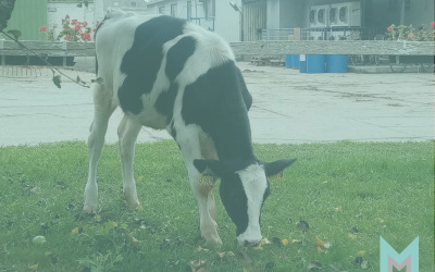 An AltaGOPRO heifer with high genetic merit at Milkmen