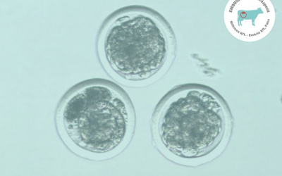 Borjak prekondícionált in vivo embriókból