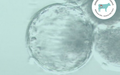 IVF embriók a laborunkban!