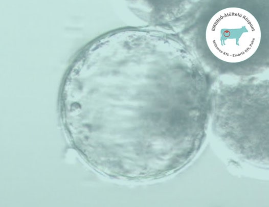 IVF embryos in our lab!
