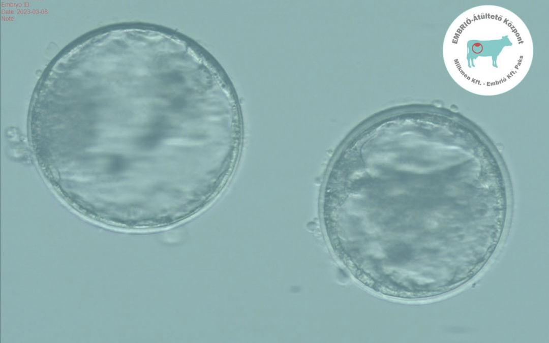 A successful OPU-IVP (IVF) embryo program at Milkmen Ltd.’s lab
