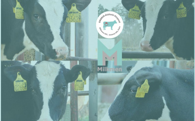 Four Milkmen heifers on the EU Top 25 lists