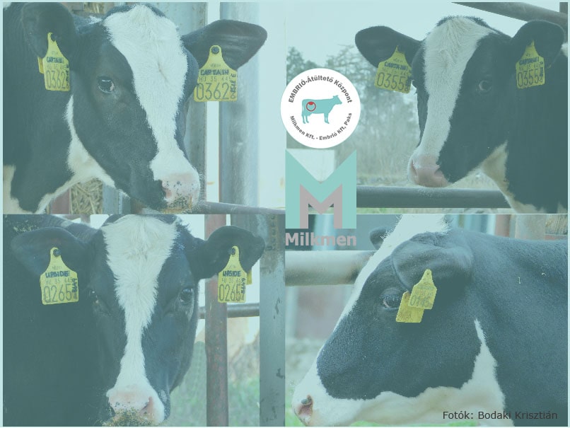 Four Milkmen heifers on the EU Top 25 lists