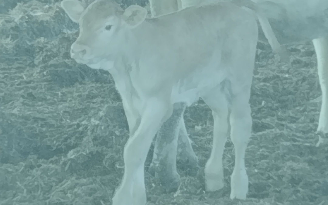 The first IVP (IVF) calf was born from the laboratory of Milkmen Ltd. – Embryo Ltd.