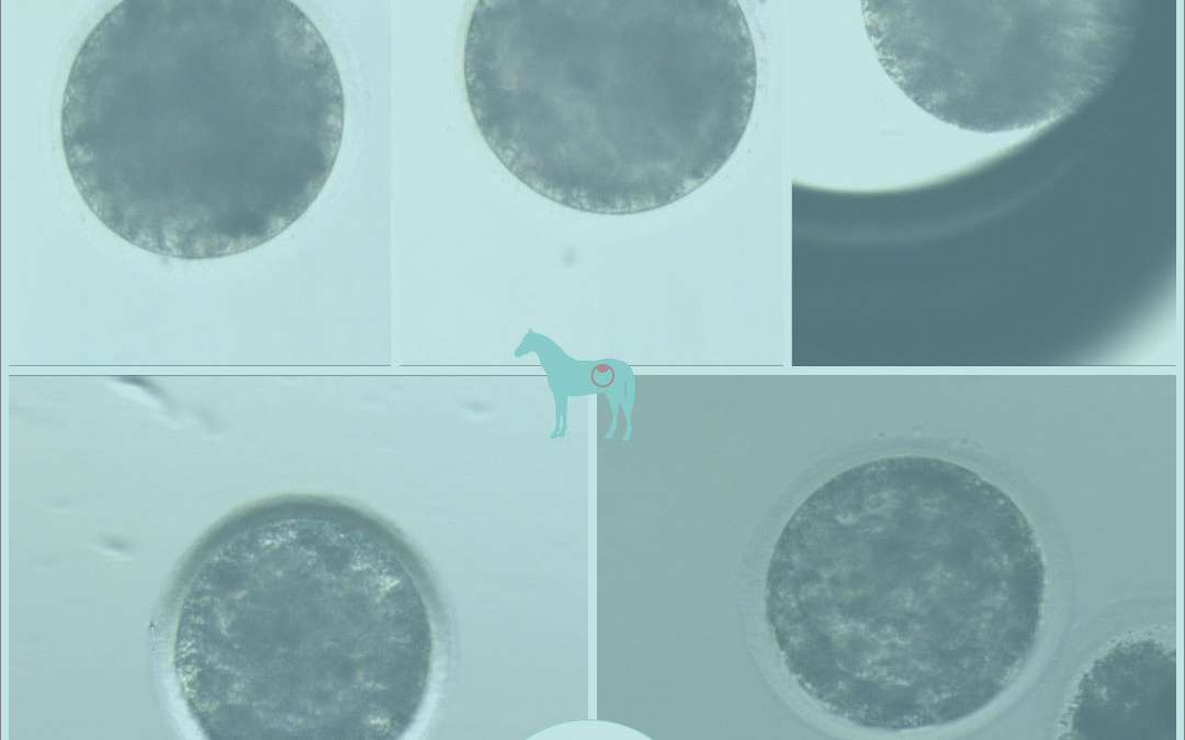 Equine IVP (OPU-ICSI) pregnancy from our lab!