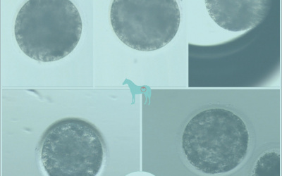 Ló in vitro (OPU-ICSI) vemhesség a laborunkból!
