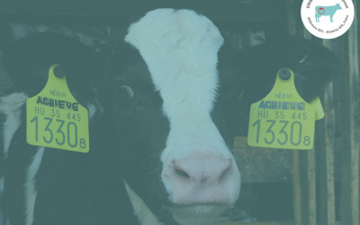 Our first OPU-IVP Holstein-Friesian calves were born at Milkmen Ltd.